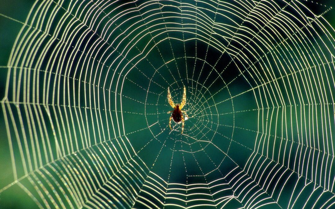 waiting_spider_web